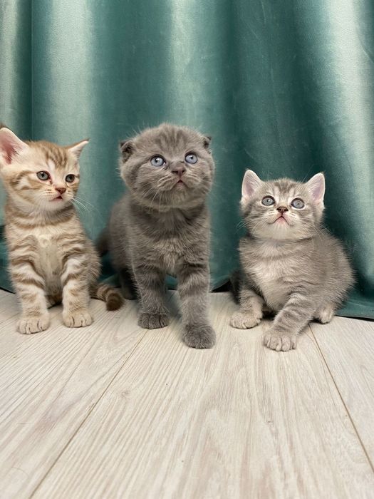 Котята шотландские