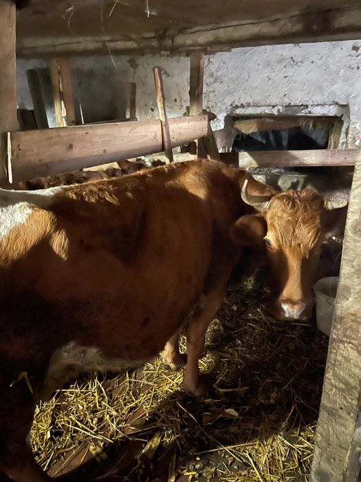 Vând vacă balțată , gestanta