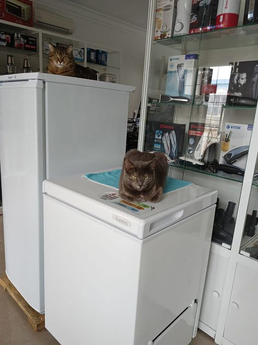 Кошка стерилизованая