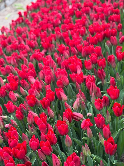 Тюльпаны оптом 300 тенге за шт