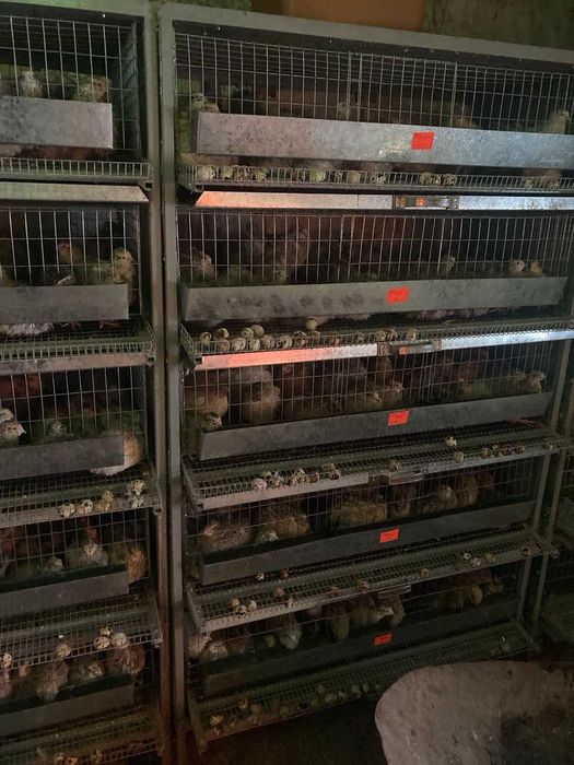 Перепелиные яйца из собственной фермы