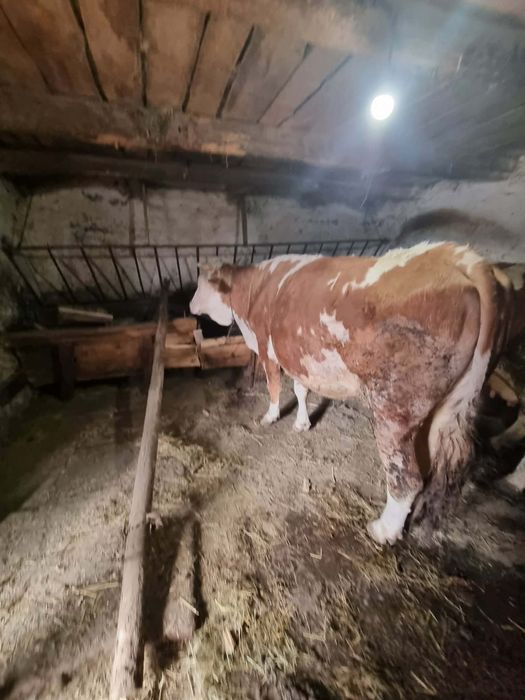 Vacă gestantă de vânzare