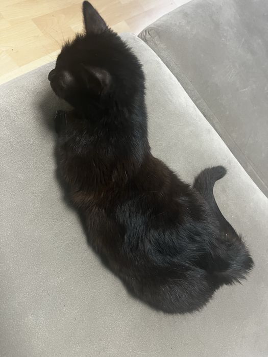Отдам кошечку и котика даром
