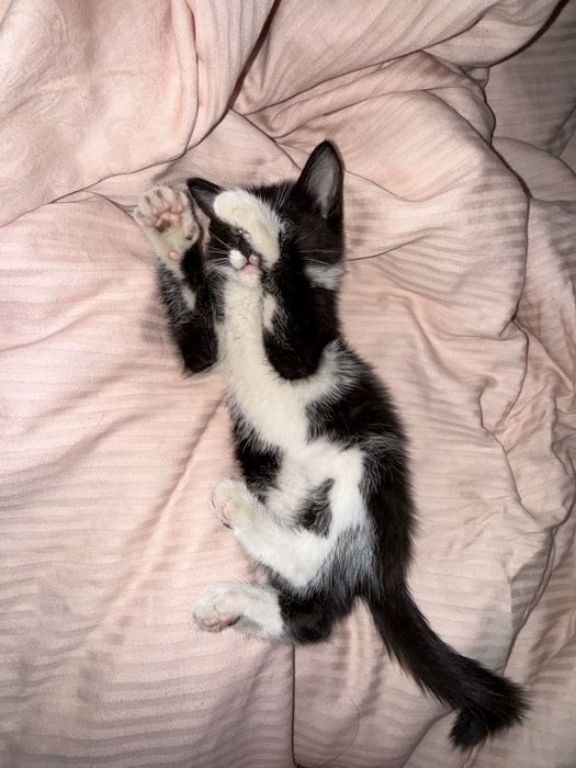 Отдам котенка в добрые руки