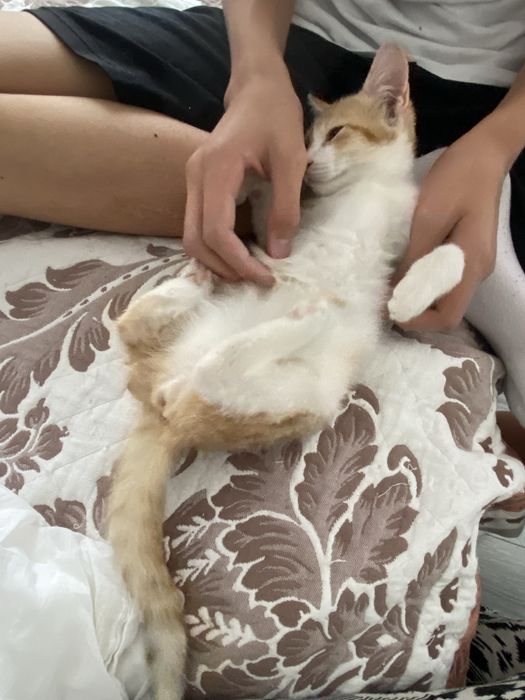 Умный котенок в добрые руки