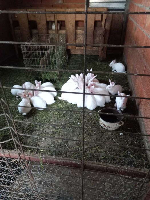 Iepuri de Panoia de vânzare