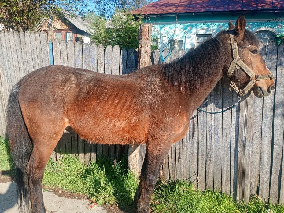 Se vinde cal castrat de 10 ani