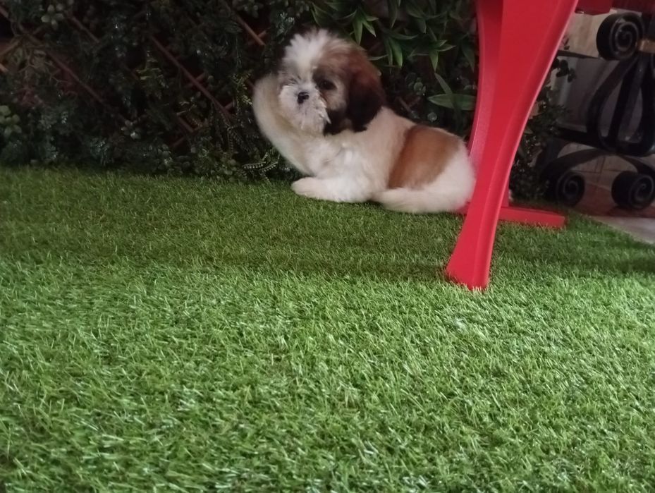 Shih. tzu fetite