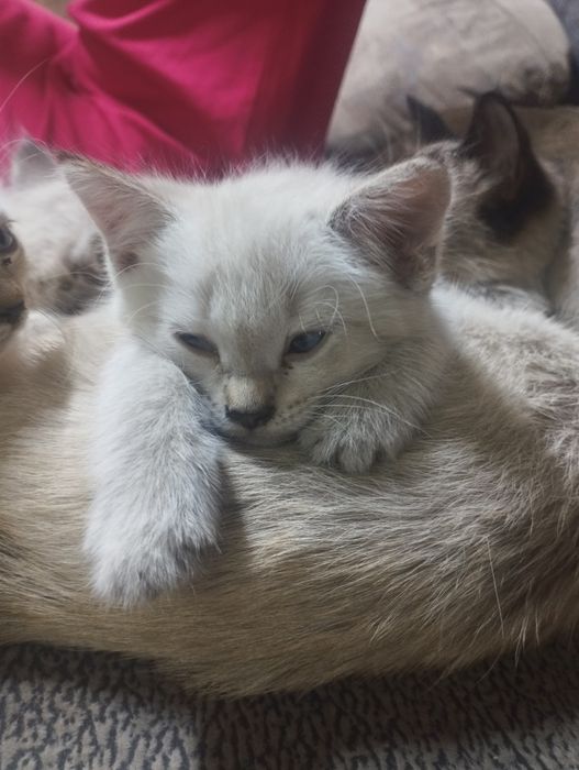 Отдам котят в добрые руки