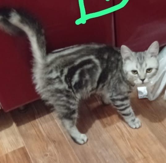 Отдам котенка в добрые руки