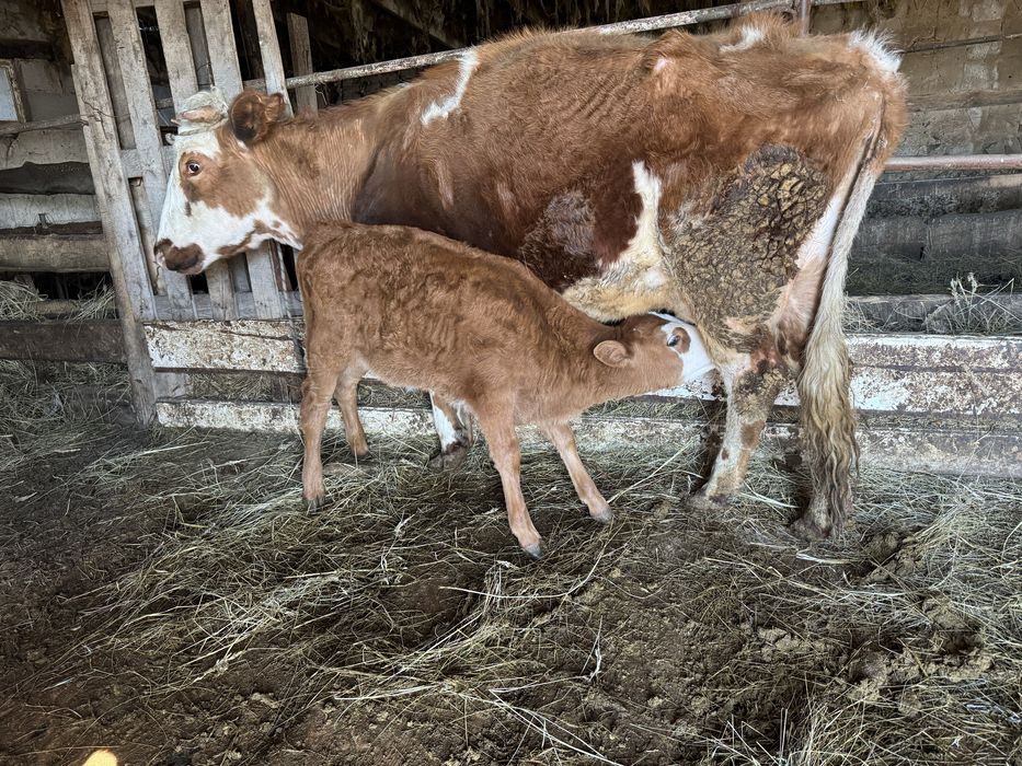 Продам корову с теленком 2 месяц