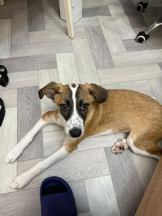 отдам в добрые руки