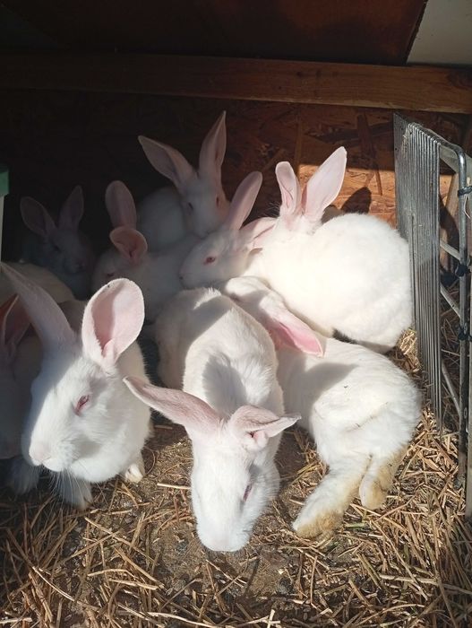 Vând iepurași albi