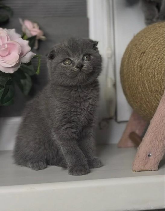 Scottish fold blue