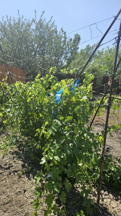 Продам дачу в районе Бугорки