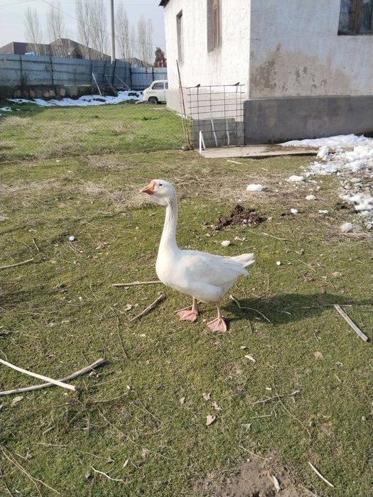 Гусь Халмагор помесь продается