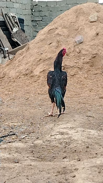 Дакан қораз шамо