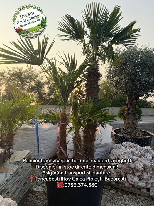 Vând plante ornamentale