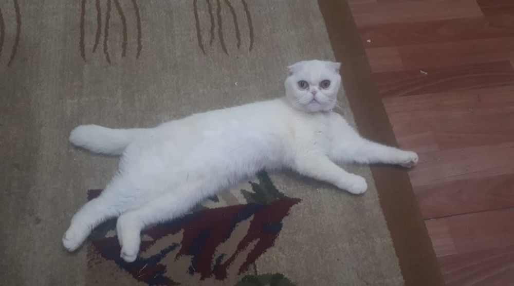 Скотиш страйт девочка 2 месяца