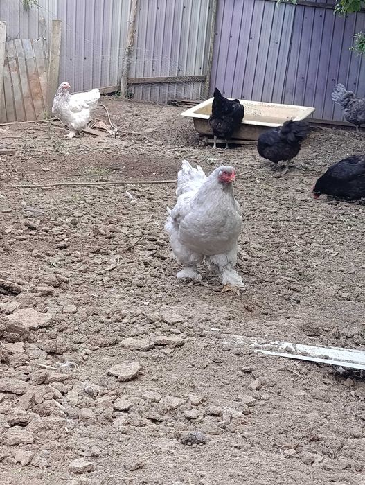 Pui și găini brahma