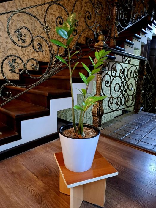 Замиокулькасы продаются