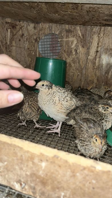 Цыплята перепелов