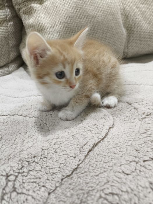 В добрые руки котята