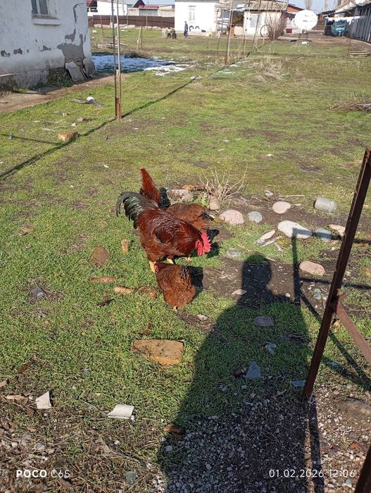 Продаются Оптом Куры Хан Хяп