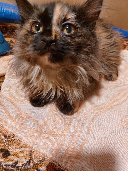 Котенок беспоатно