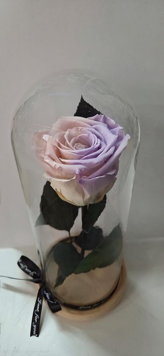 Trandafir criogenat!