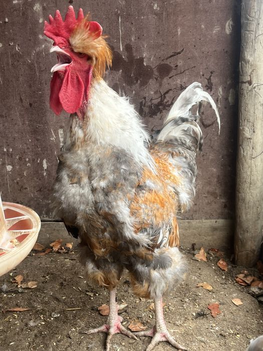 Петух Русская Хохлатая