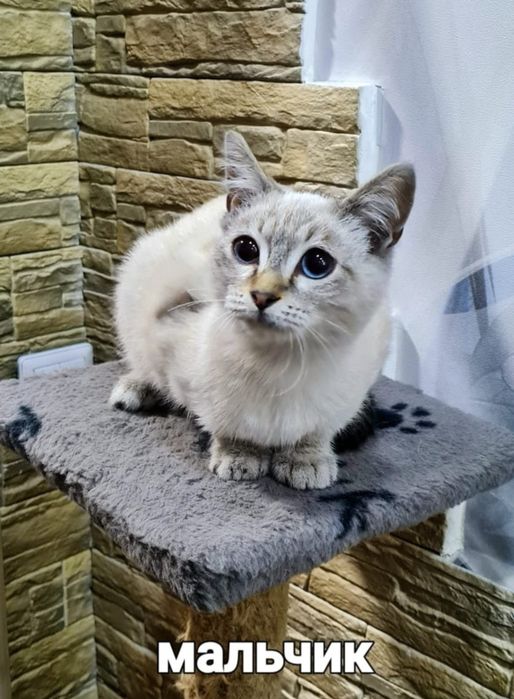Очаровательные котята 3 месяца