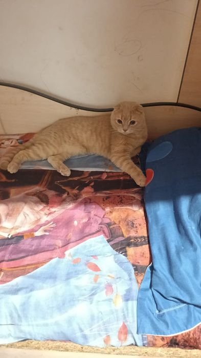 Отдам котика в добрые руки