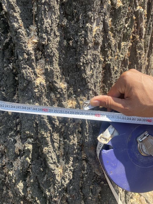 Продам карагач