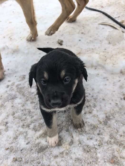 Отдам щенков  ...