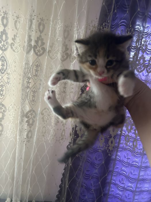 Отдам котят