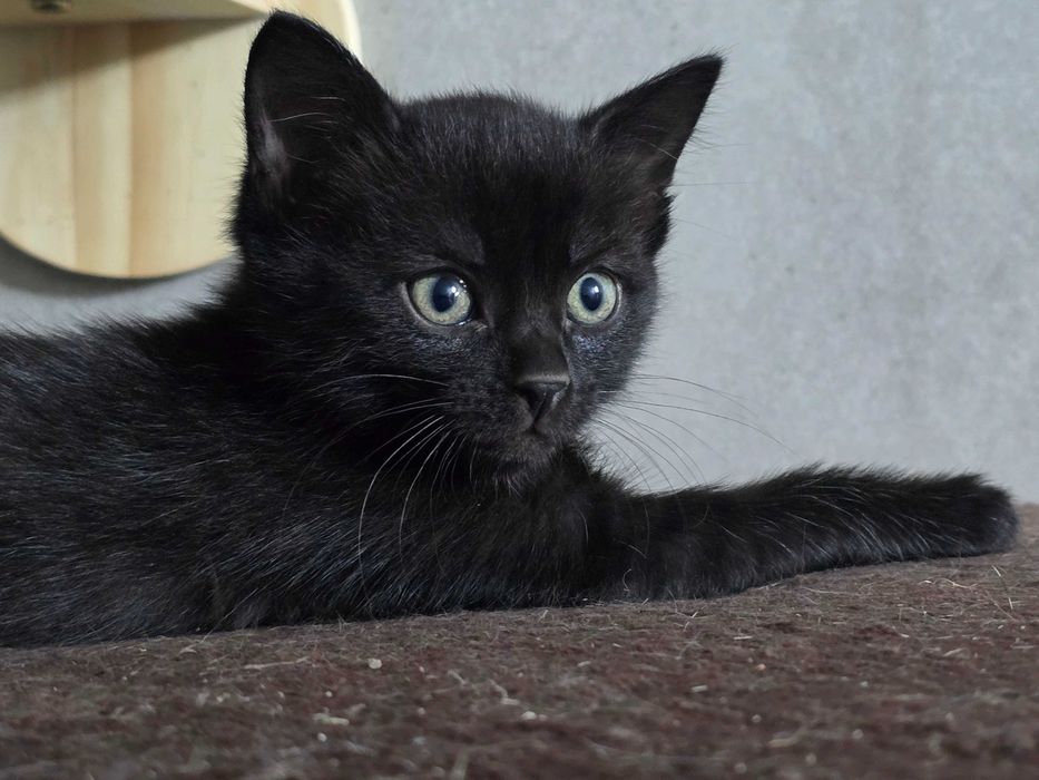 Котянок - оберег