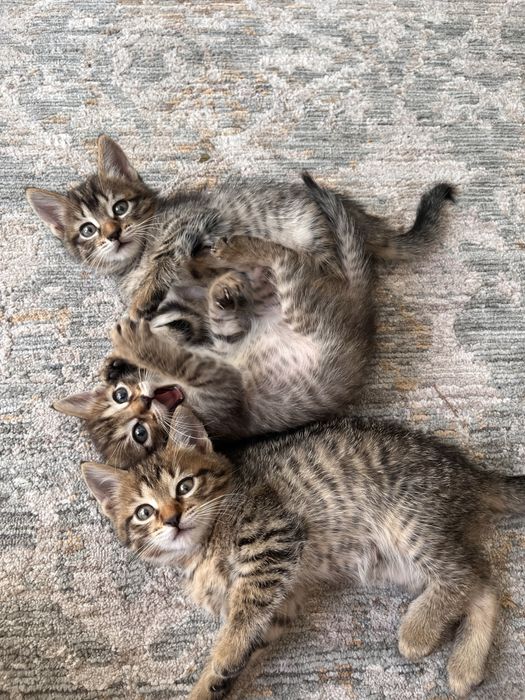 Отдам милых котят в добрые руки!