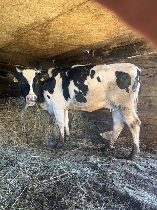 Продаются коровы