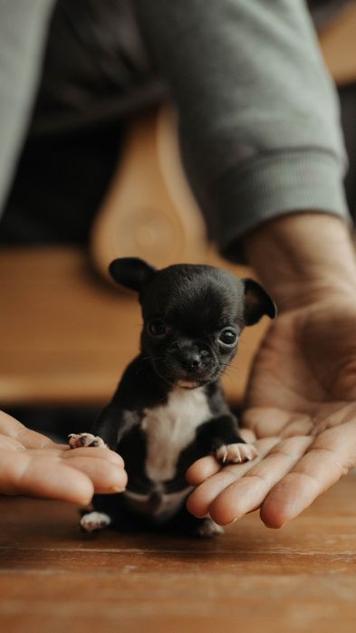 Продавам мини-чихуахуа