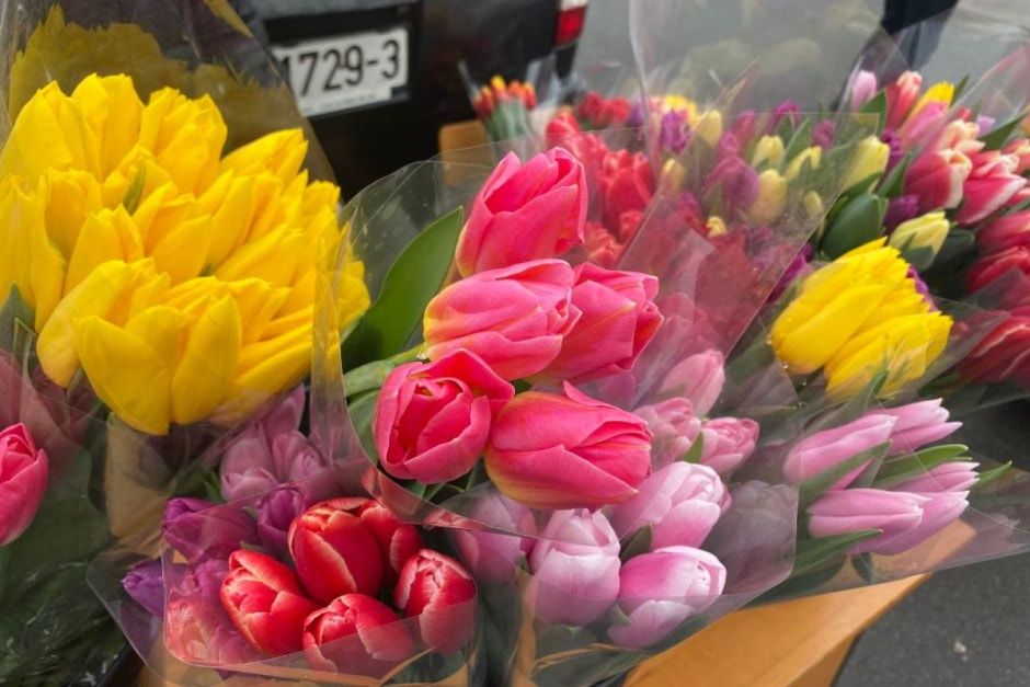 Тюльпаны в Атырау