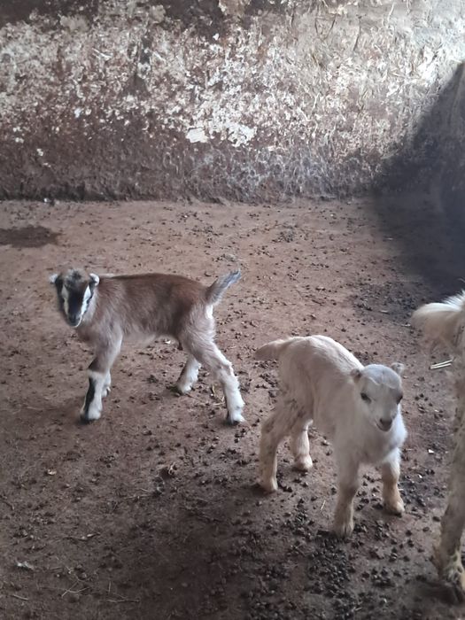 Ешкі сатылады лағымен