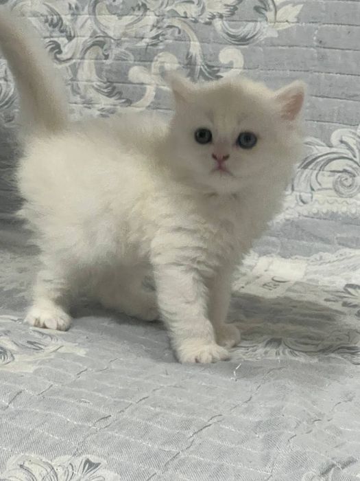 Британский мальчик