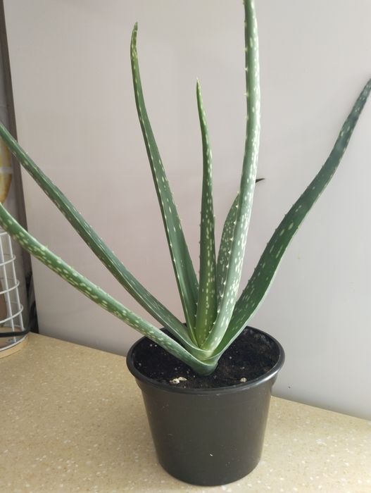 Алое вера разные