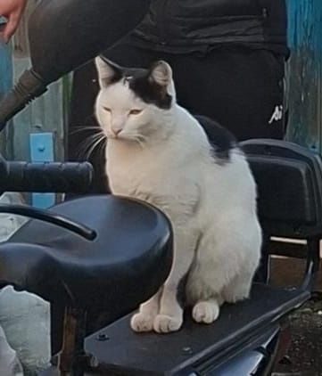 ПРОПАЛ кот! Р. Мирный