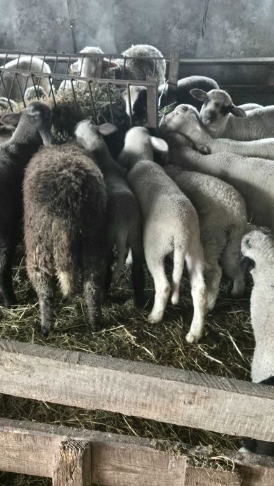 Miei de lapte pentru sacrificat