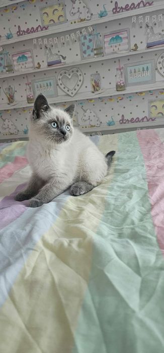 British shorthair blue point asigur transport!