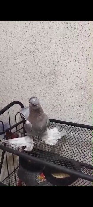 Продам голубей Актобе