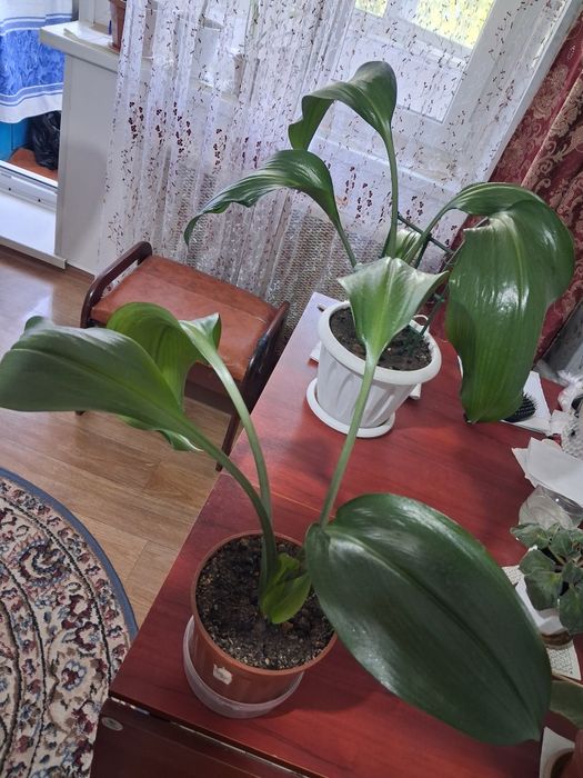 Продам Эухарис (Амазонская Лилия]