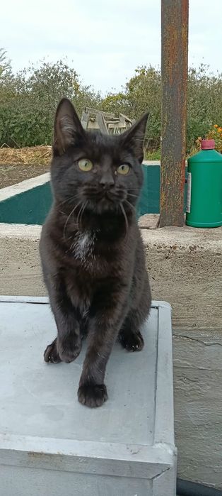 Отдам в добрые руки